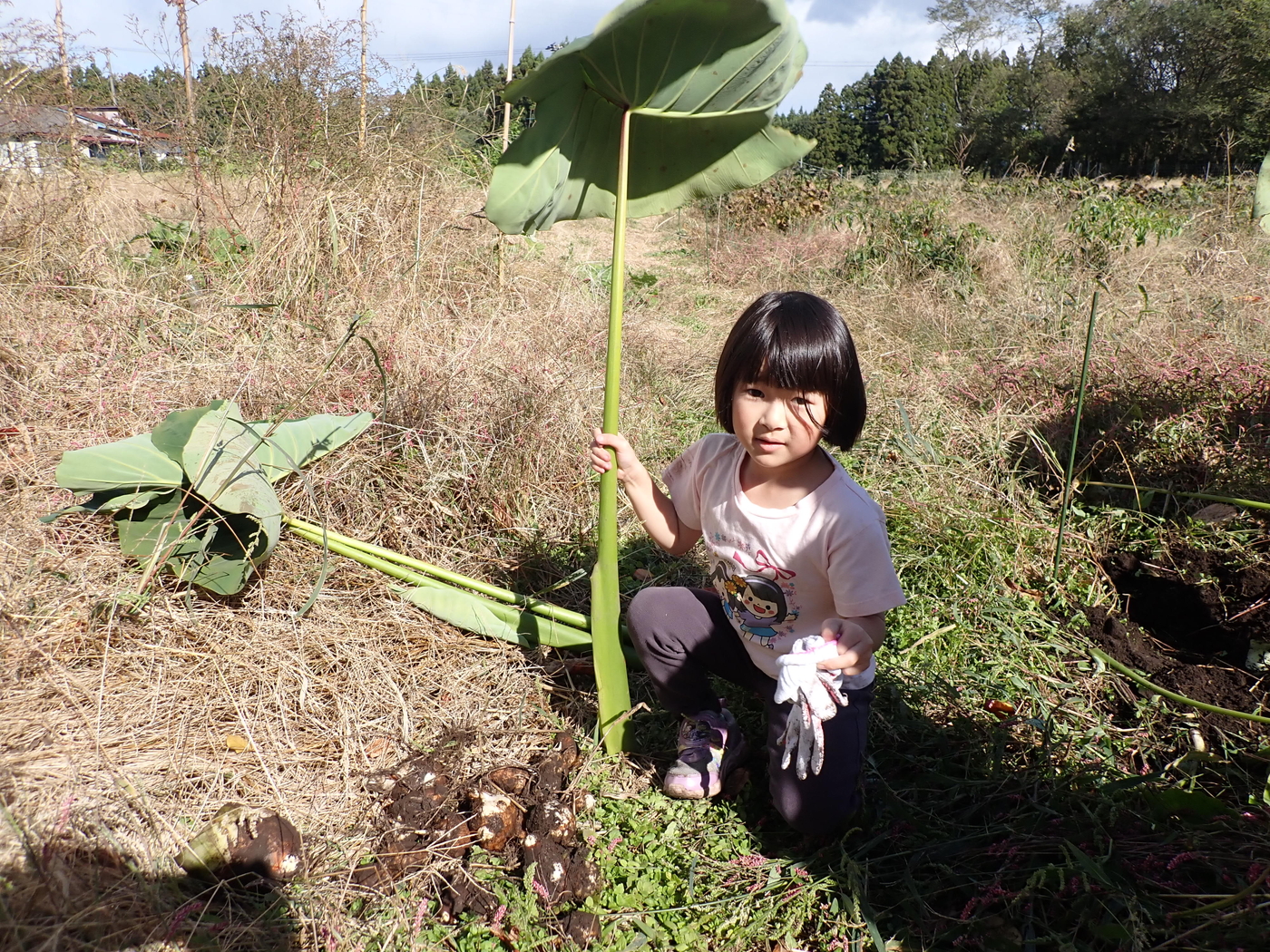 里芋掘り体験